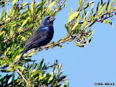 REINA MORA (Cyanoloxia brissonii) - (Macho) Estancia la Palma-ARTIGAS (Noviembre 2010)